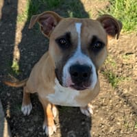 AIKO, chienne à adopter