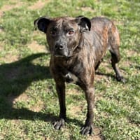 Pixel CAA14904, chien à adopter