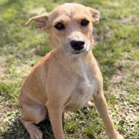 Shiba CAA14902, chienne à adopter