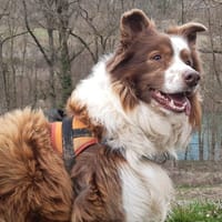 Marley, chien à adopter