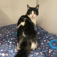 MOWACK, chatte à adopter