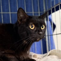 GOUMS, chatte à adopter