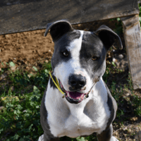 Max, chien à adopter