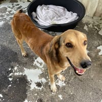 POLLUX, chien à adopter