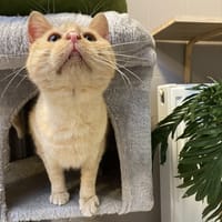 Rusty, chat à adopter