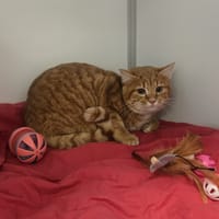 ROXY, chat à adopter