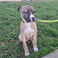 Artikodin, chien à adopter