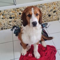 PATAFIX, chien à adopter