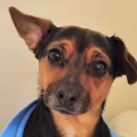 MIRABELLE, chienne à adopter