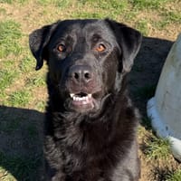 JAMES, chien à adopter