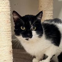 RUDOLF, chat à adopter
