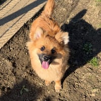 VALOU, chien à adopter