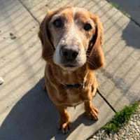 Ysis, chienne à adopter