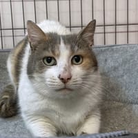 MOLLIE, chatte à adopter