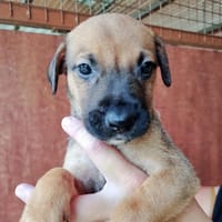 TCHO, chien à adopter