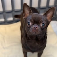 Brownie CAA14898, chien à adopter