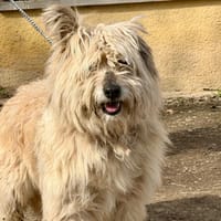 Groseille, chienne à adopter