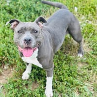 TYNA, chienne à adopter