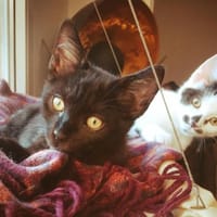 HALEY CHA, chat à adopter