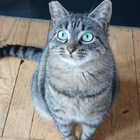 Tandorii, chatte à adopter