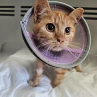 Kéops, chat à adopter
