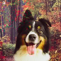 CRAPULE, chien à adopter