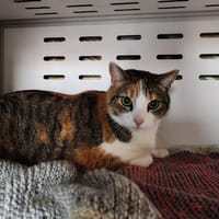 Chatouille, chatte à adopter