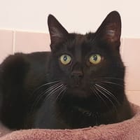 MICHA CHA, chat à adopter