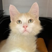 CROÛTON, chat à adopter