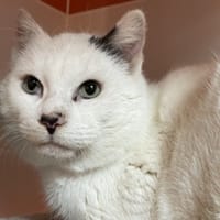 BIRCH, chat à adopter