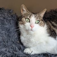 RIHANNA, chatte à adopter