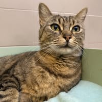 TLETA, chatte à adopter