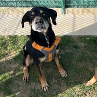 MALIN, chien à adopter