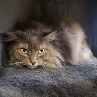 Maico, chatte à adopter