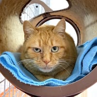 ROCCIO, chatte à adopter