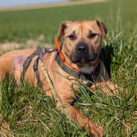 KIRA VAA, chienne à adopter