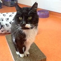 LOOCKY, chat à adopter