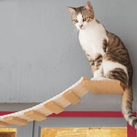 LUCIFER, chat à adopter