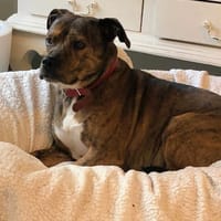 PATTOUNE, chien à adopter