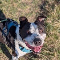 TITANE VAA, chien à adopter