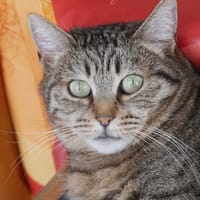 INDIA, chatte à adopter