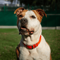MAÏNNA OAA19197, chienne à adopter