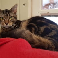 BILL, chat à adopter