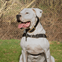 OREL, chien à adopter