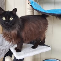 FREYA, chatte à adopter