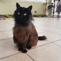 FREYA, chatte à adopter