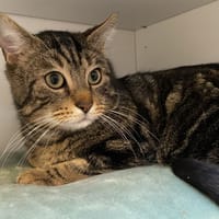 YUJI, chat à adopter