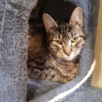BANDIT, chat à adopter