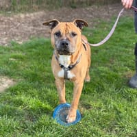 ACE VAA, chien à adopter