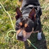 METHANE VAA, chien à adopter